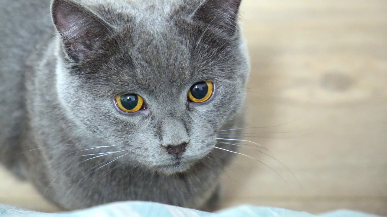 一只灰色的猫，黄绿色或英国戏剧，寻找棍子。巨大的眼睛。和猫玩游戏。视频素材