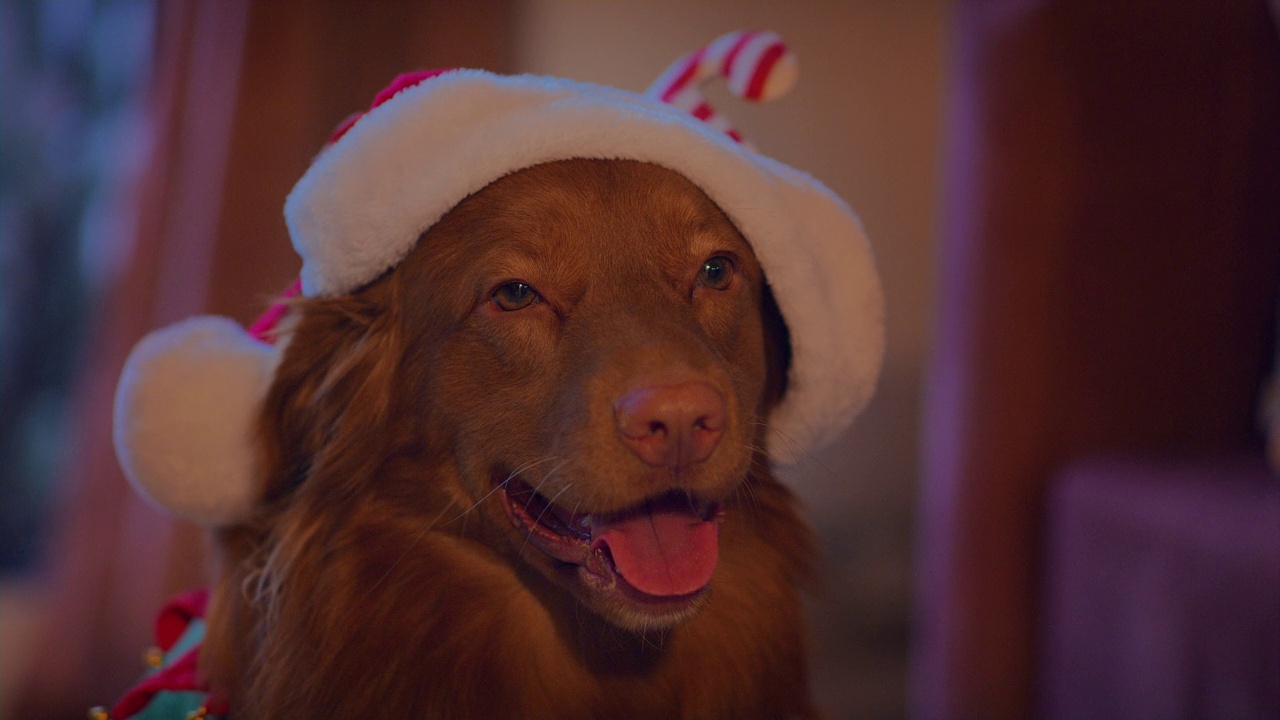 可爱的纯种新斯科舍鸭鸣猎犬庆祝圣诞节视频素材