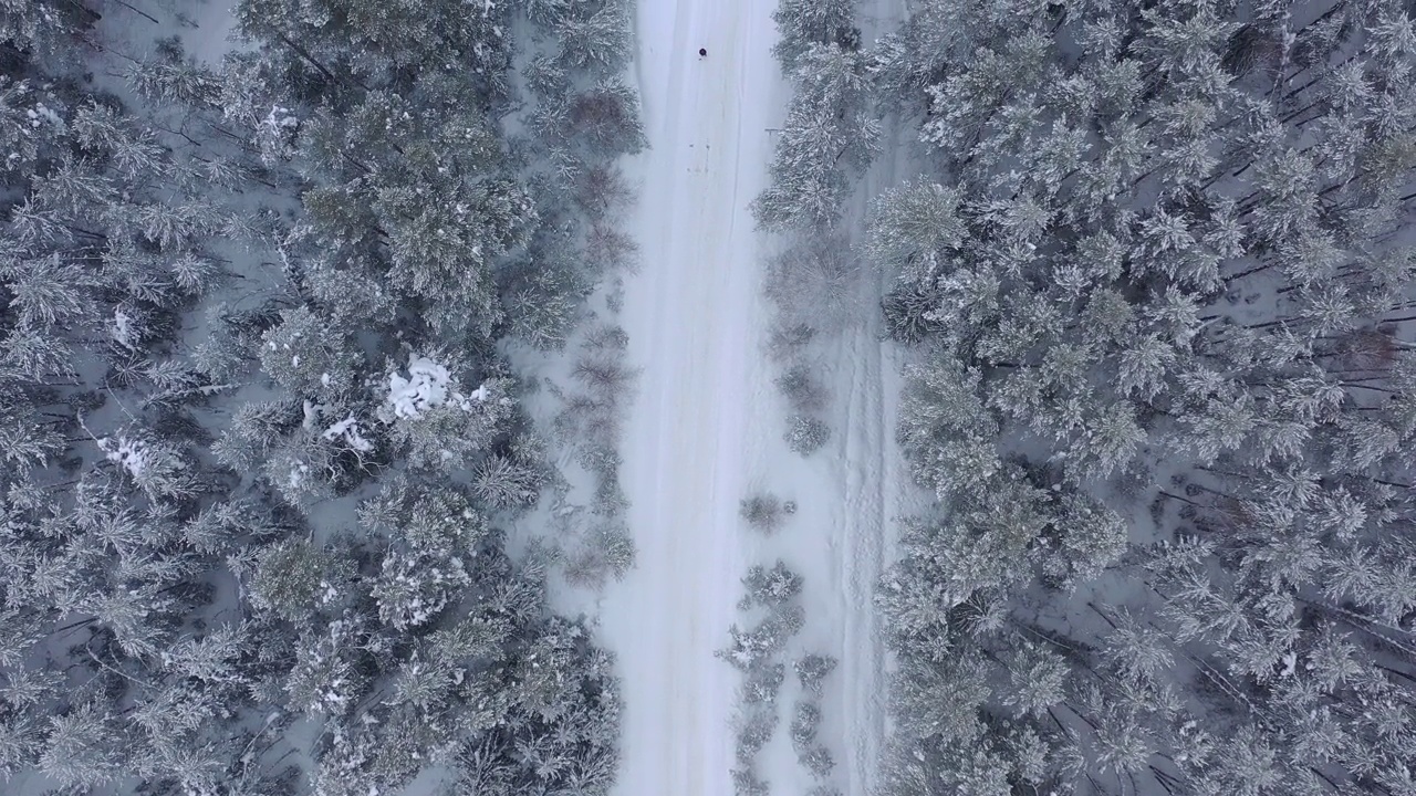 从无人机鸟瞰积雪覆盖的冬季松树林。松树的树枝上结满了霜视频素材