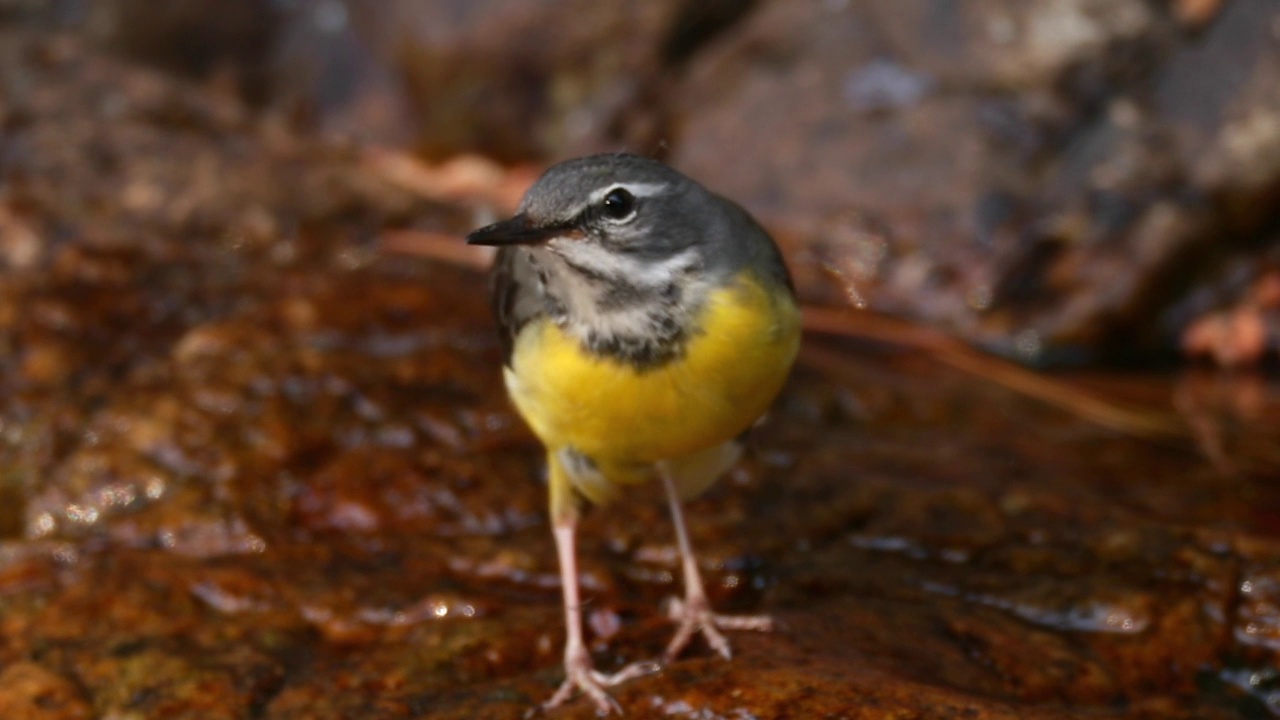 Motacilla cinerea(灰色鹡尾巴)在河边/洪川郡，江原道，韩国摇尾巴视频素材