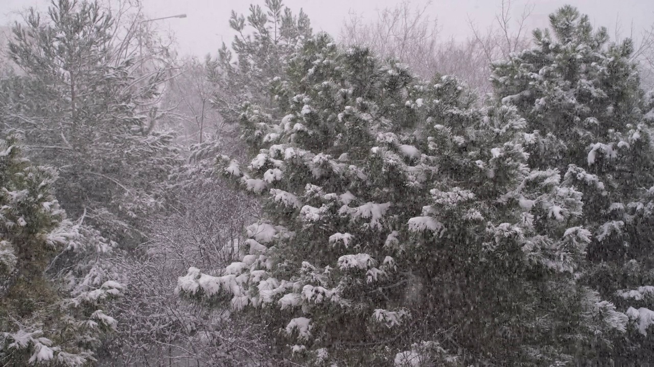 大雪和白雪覆盖的树视频素材