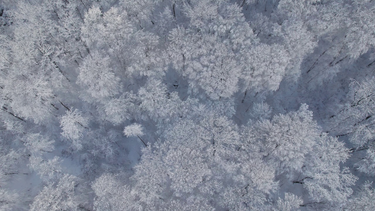 鸟瞰覆盖白雪的森林和结霜的树顶。飞越冰雪覆盖的冬季森林。冬季针叶林。视频素材