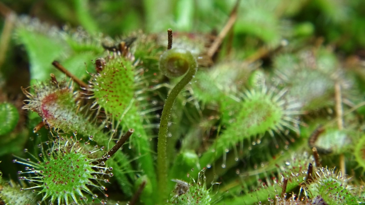 来自Drosera rotundifolia(圆叶茅膏菜)的茎/韩国江原道阳九郡视频素材