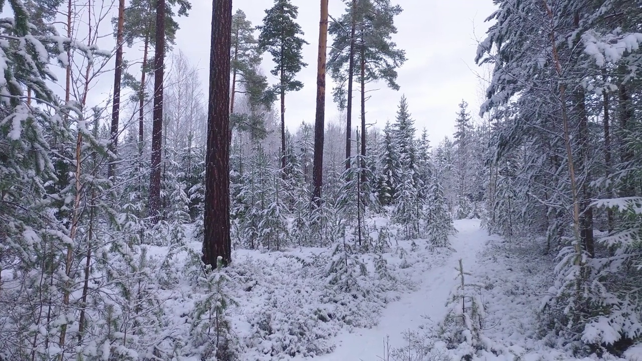 雪覆盖的树林里的徒步旅行路线视频素材