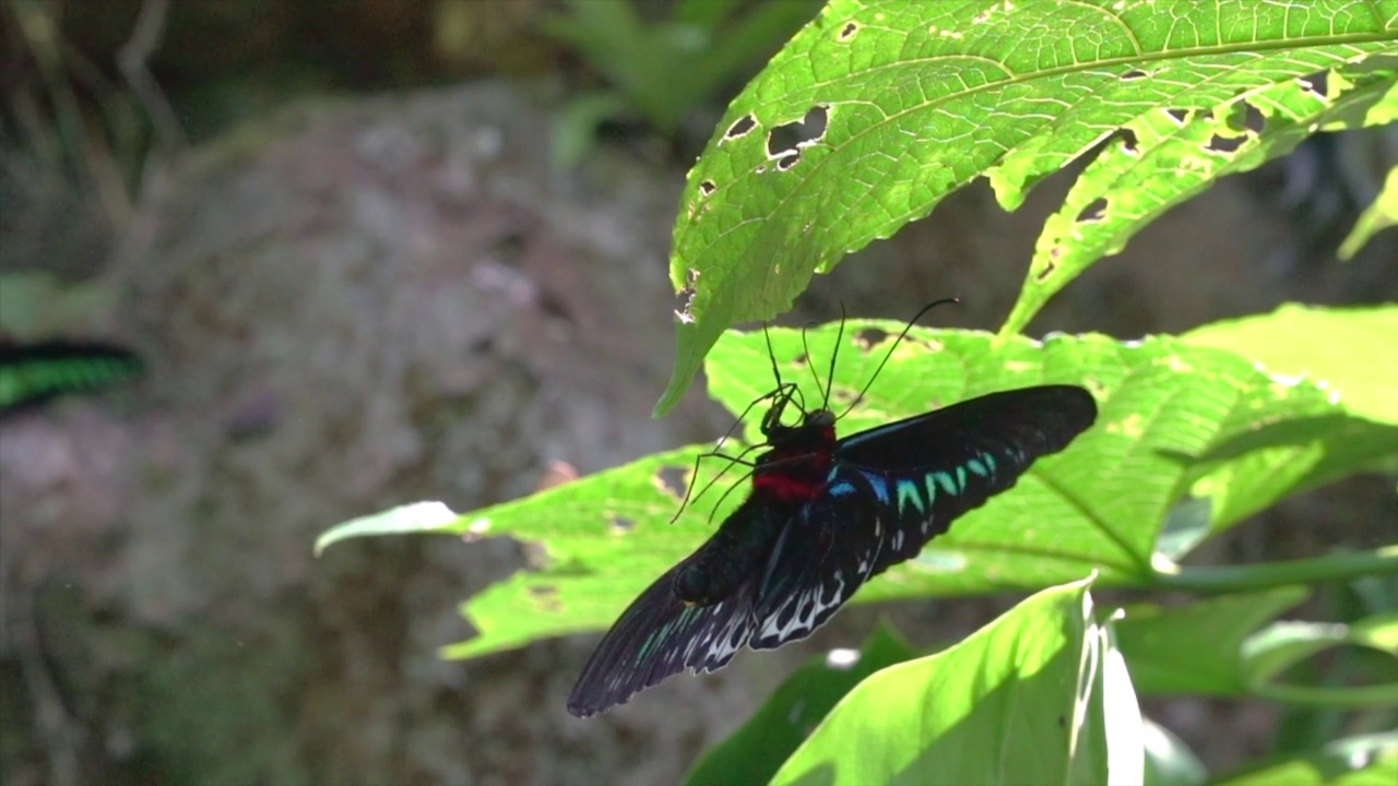 蝴蝶Rajah Brooke Birdwing。视频素材