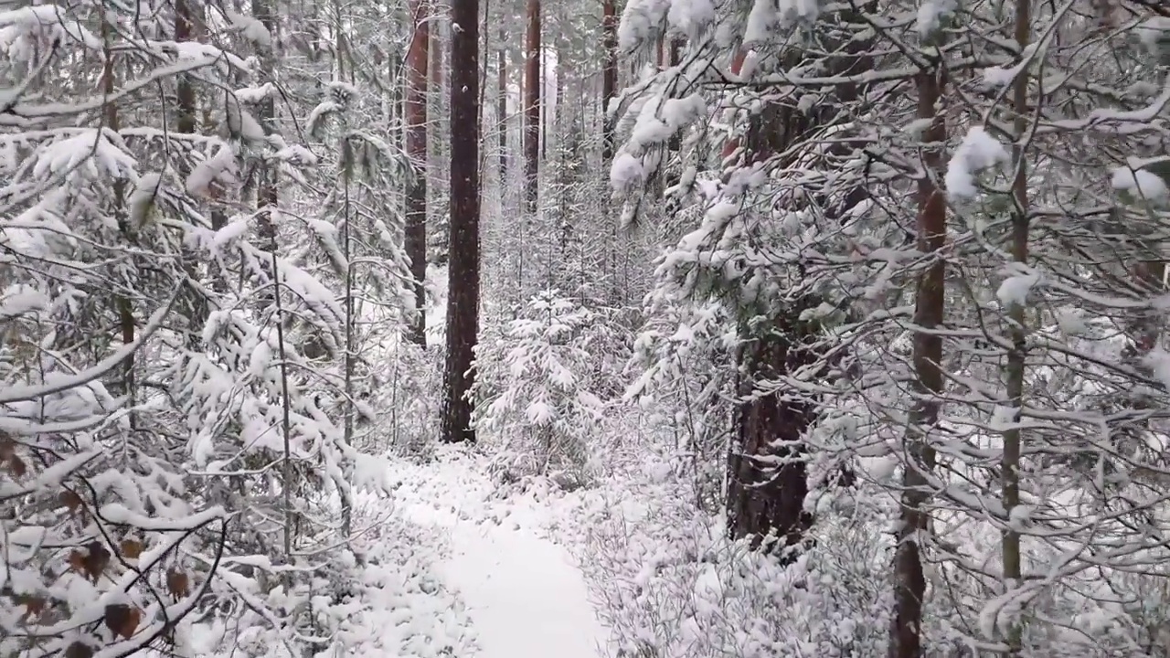 在雪地里的树林里徒步旅行视频下载