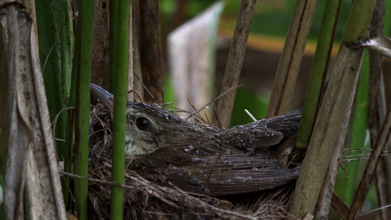 Acrocephalus arundinaceus(大苇莺)在雨天保护巢/昌原市，庆尚南道，韩国视频素材