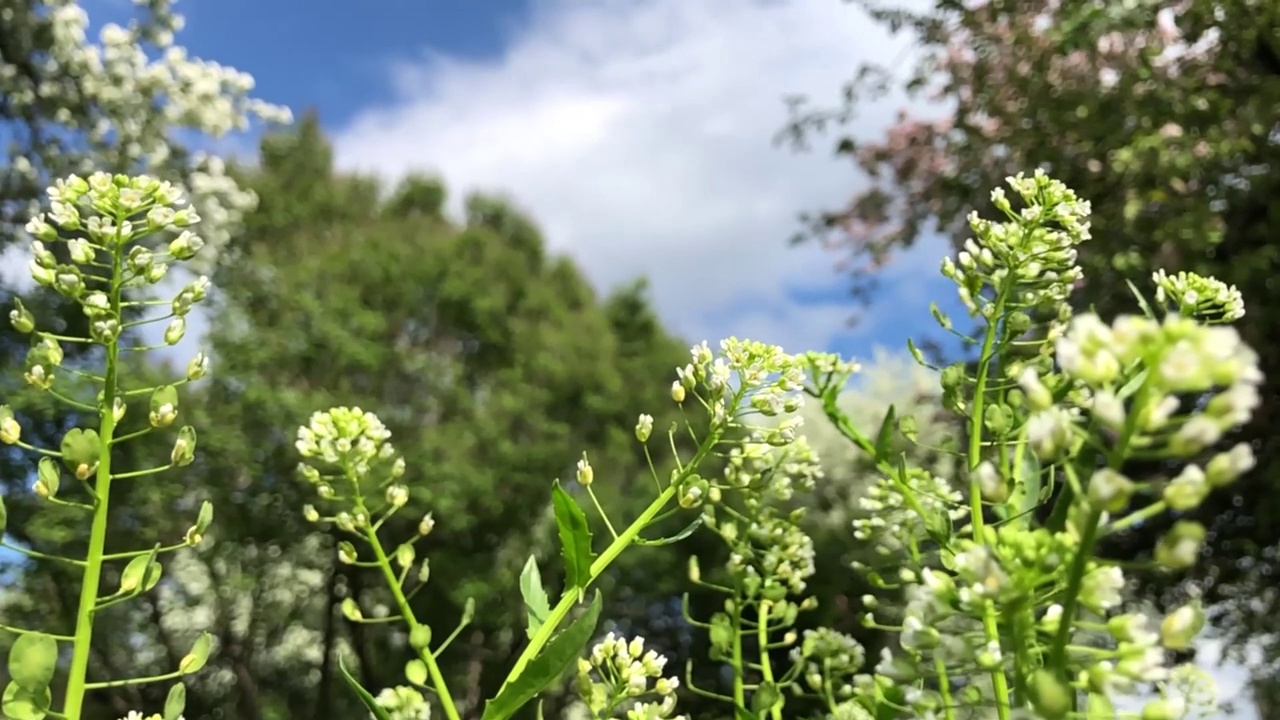 绿色的草和白色的花被风吹在公园里，背景是蓝色的云。夏天的自然景观视频素材