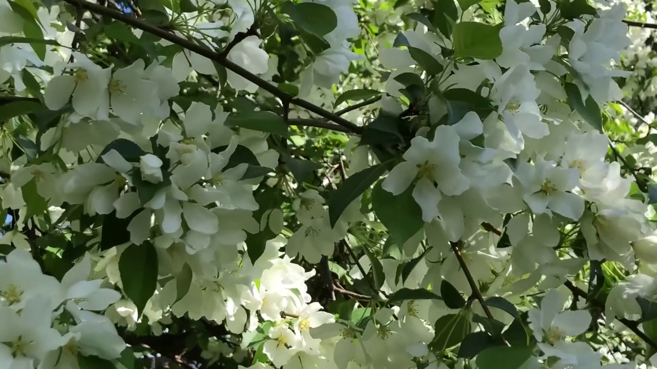 春天阳光明媚的日子里，白花花的苹果树映衬着天空。春天的新鲜。噪音，选择性聚焦，模糊视频素材