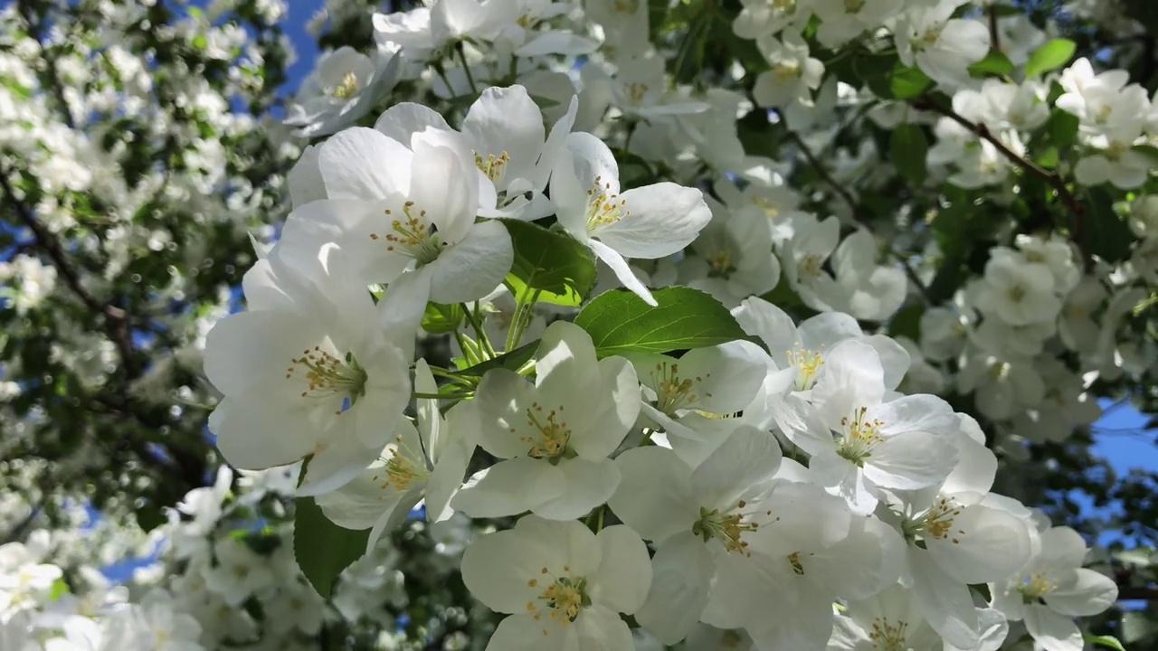 春天阳光明媚的日子里，白花花的苹果树映衬着天空。春天的新鲜。噪音，选择性聚焦，模糊视频素材