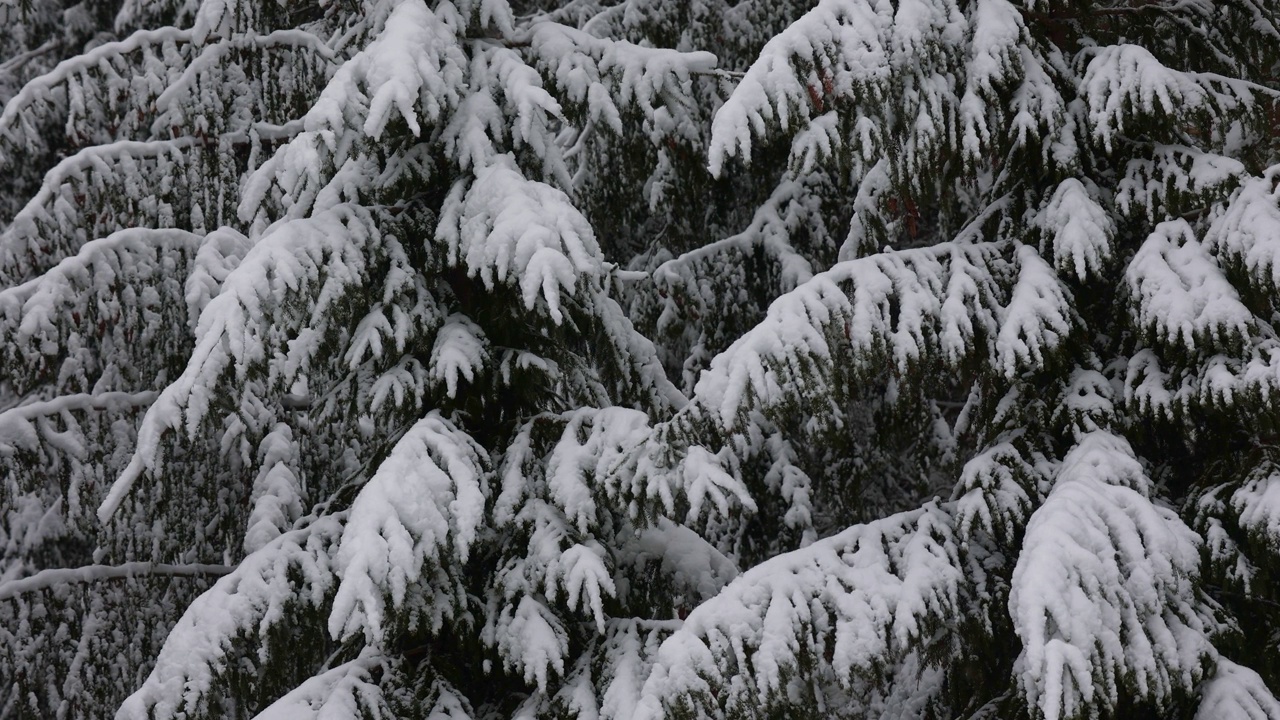 风平浪静的冬日里正在下雪。云杉的树枝在雪地里。视频素材