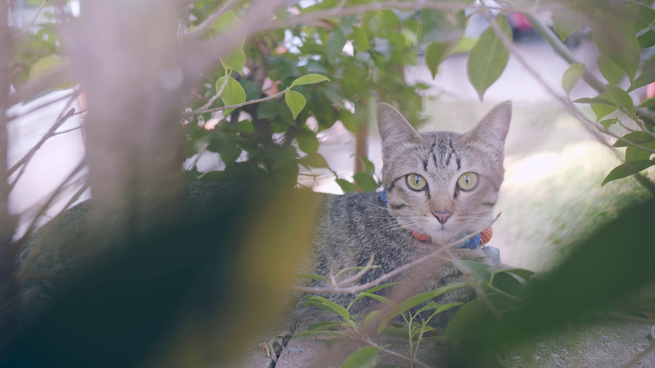 可爱的小懒猫休息在篱笆墙上的顶部，在户外花园公园的前景与绿色的自然植物看着相机。视频素材