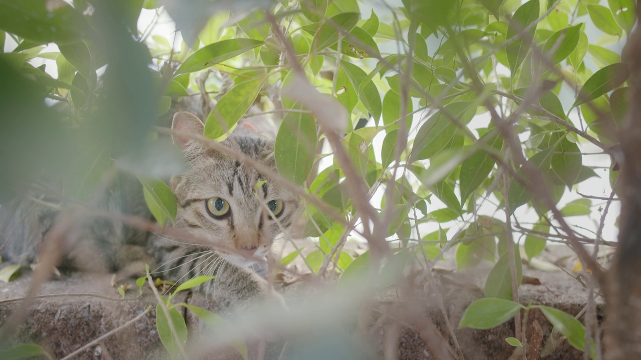 可爱的小懒猫休息在篱笆墙上的顶部，在户外花园公园的前景与绿色的自然植物看着相机。视频下载