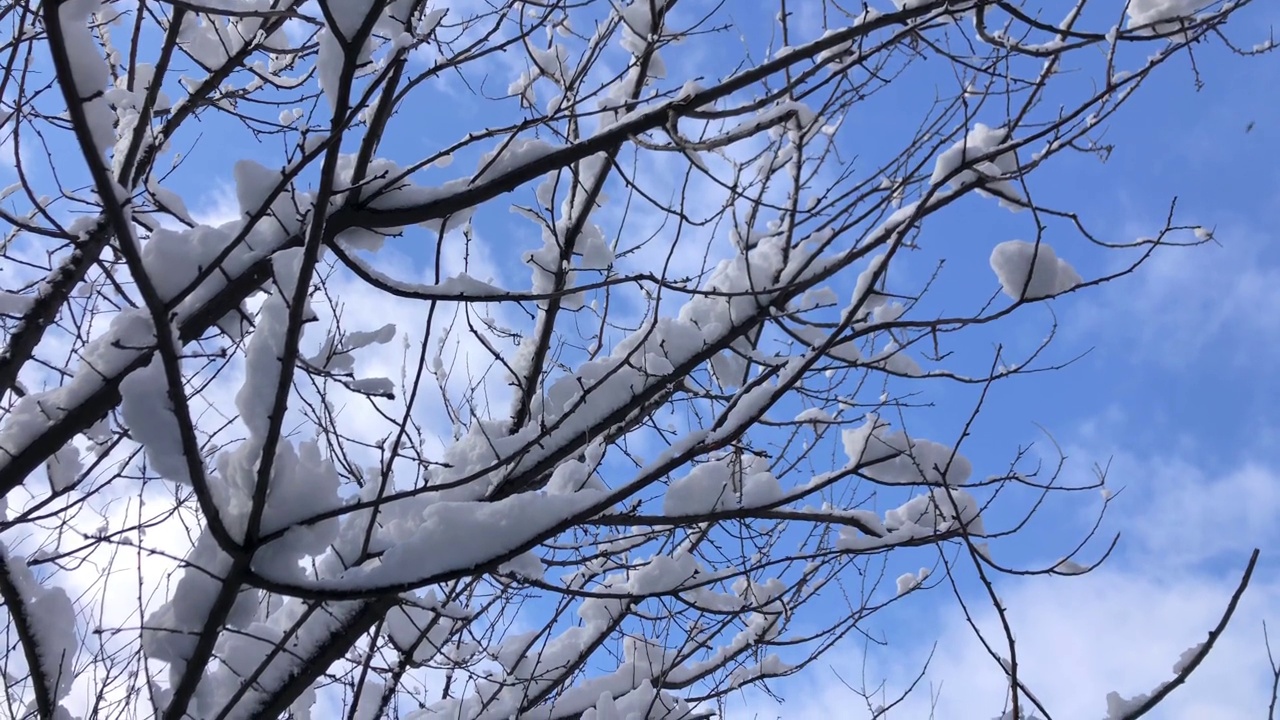 冬天阳光明媚的日子里，树枝上覆盖着白雪，覆盖在美丽的蓝天上视频素材