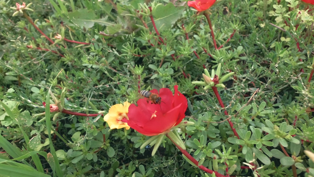 蜜蜂在花期给花授粉。视频素材