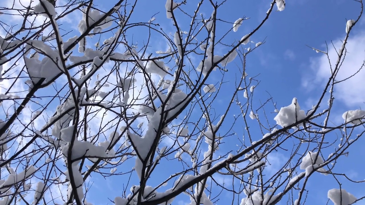 冬天阳光明媚的日子里，小鸟在被雪覆盖的树枝上，飞过美丽的蓝天视频素材