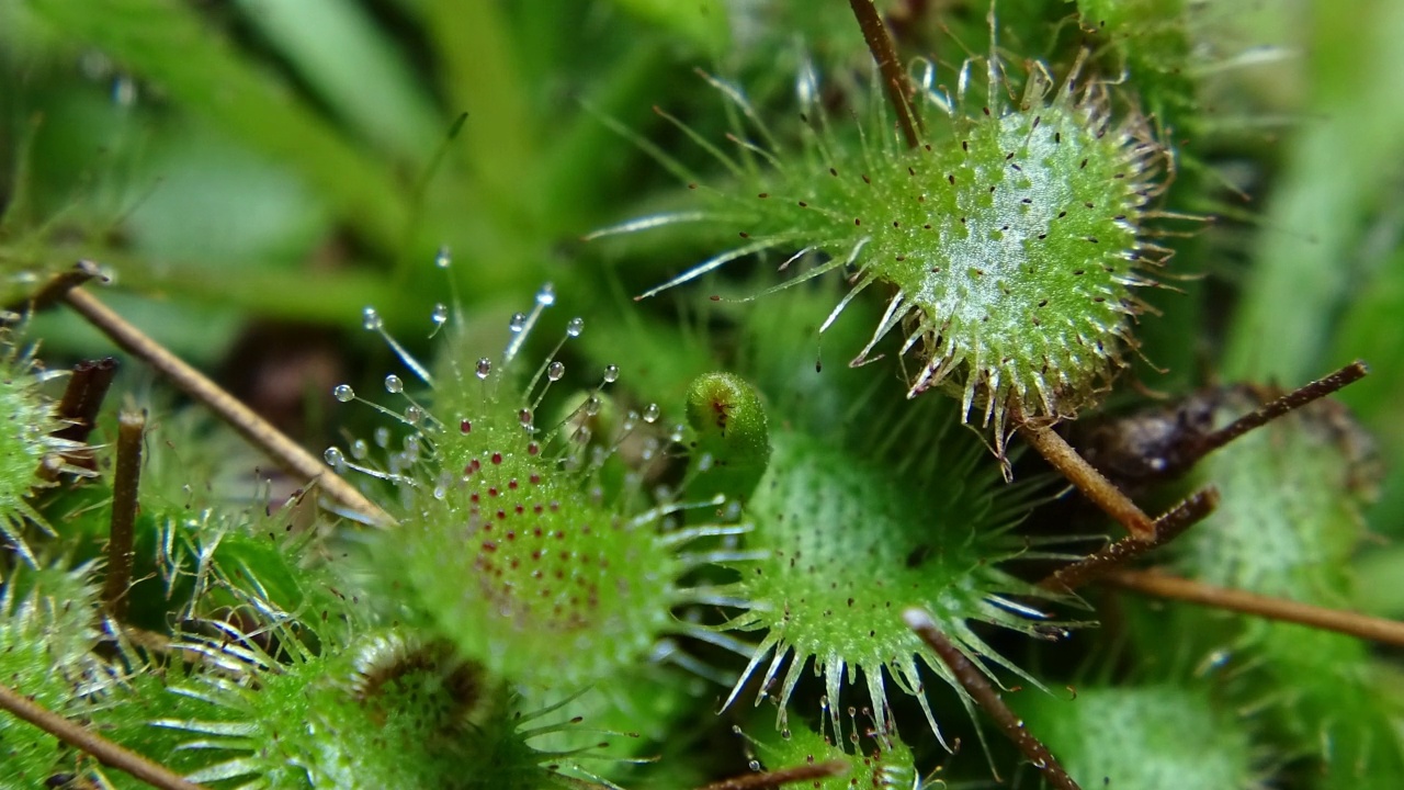 圆叶茅膏菜(Drosera rotundifolia)的运动/韩国江原道阳九郡视频素材