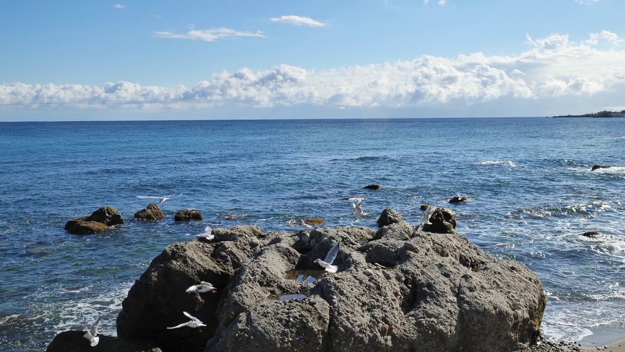 成群的海鸥飞近爱奥尼亚海的卵石海滩。一群年轻的海鸥在海边。自然美。视频素材