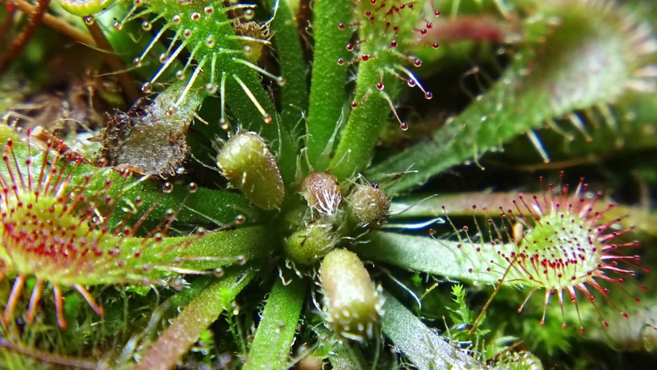 圆叶茅膏菜(Drosera rotundifolia)的运动/韩国江原道阳九郡视频素材