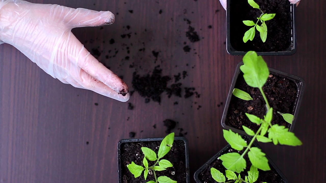 将番茄幼苗从盒式磁带移植到花盆中。视频素材