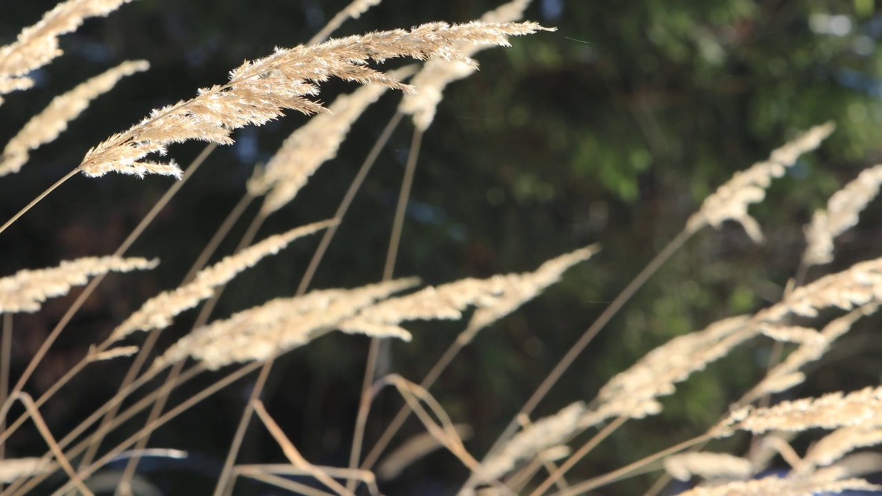 草在风花园明亮的视频4K视频素材