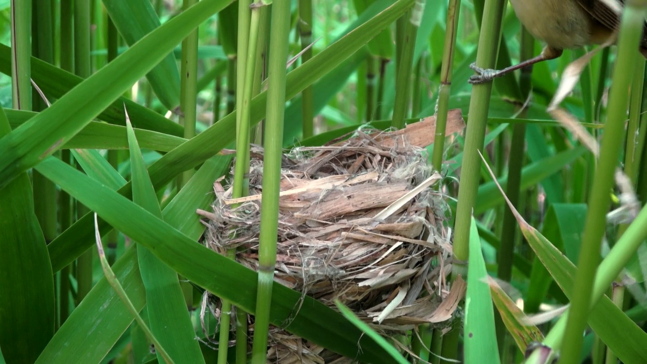 Acrocephalus arundinaceus(大苇莺)破坏sinsuthora webbiana (vinous -throat parrotbill)的巢穴/韩国庆尚南道昌原市视频素材