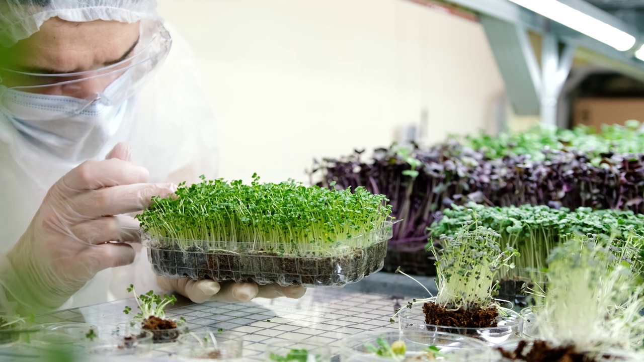 一位戴着手套的科学家在农场里检查新鲜的微绿色植物。健康食品的概念视频素材