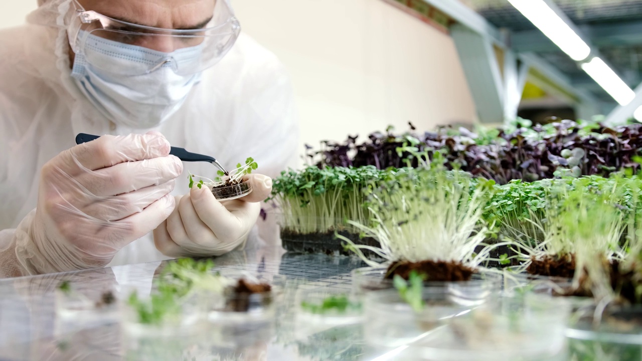 一位科学家研究微型绿色植物。健康食品，小生意视频素材