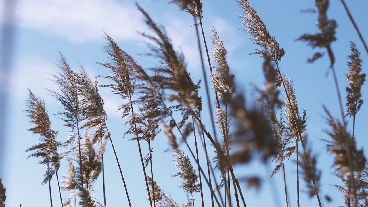 摘要天然背景的软质植物金叶蓼(Cortaderia selloana)、蒲苇(pampas)草在风中摇曳。视频素材