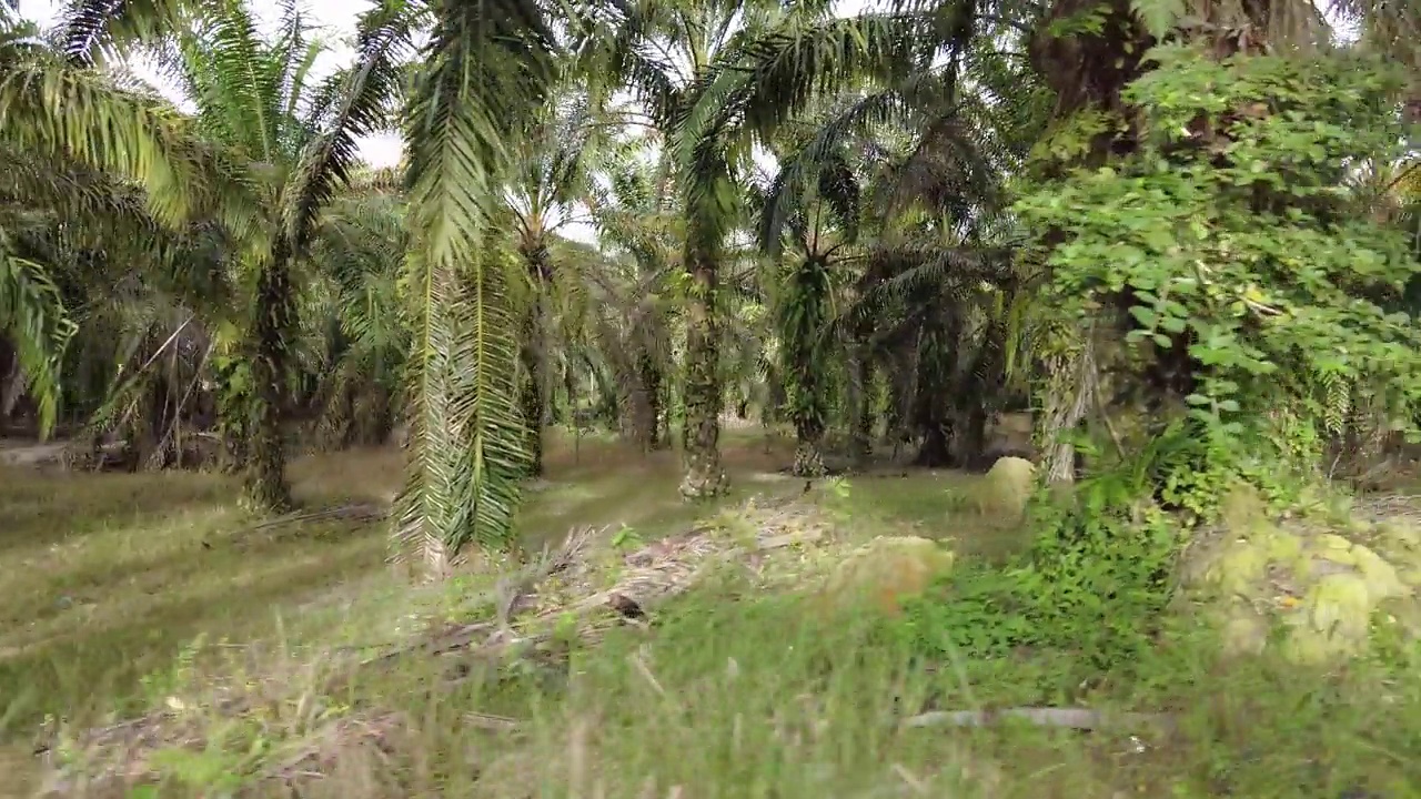 滑动镜头拍摄油棕榈种植园视频素材