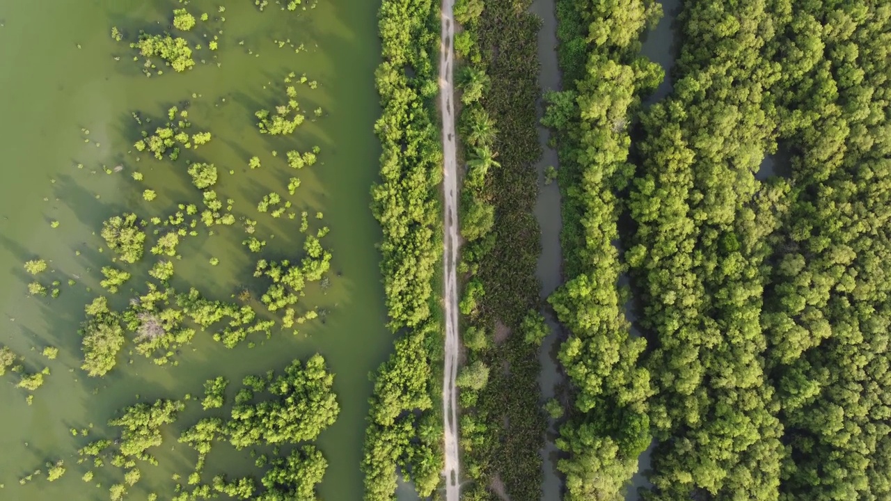 空中飞过红树林沼泽的小路视频素材