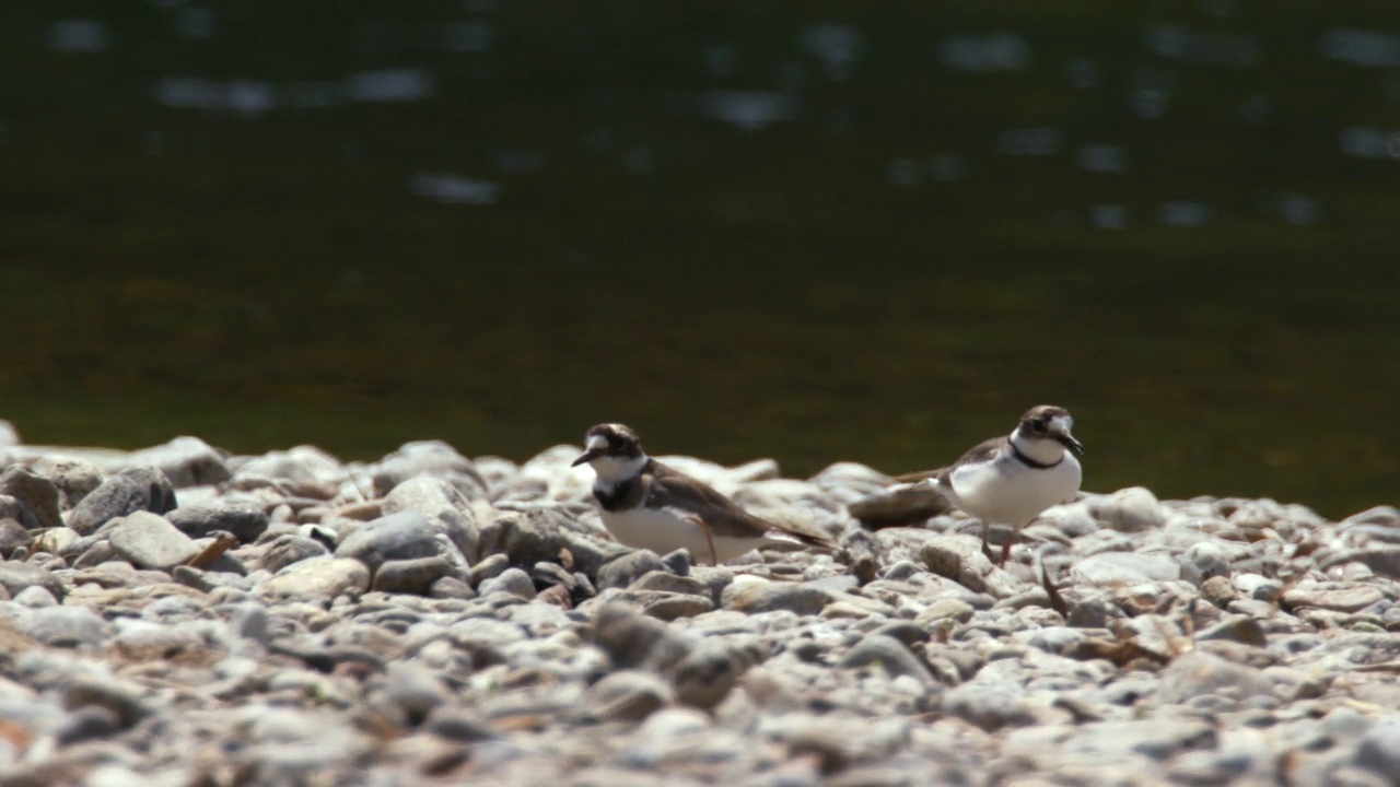 Charadrius placidus(长喙鸻)走在河边/江原道阳龟郡，韩国视频素材