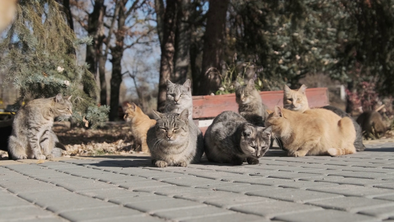 许多流浪猫一起坐在自然的公园里，慢镜头视频素材