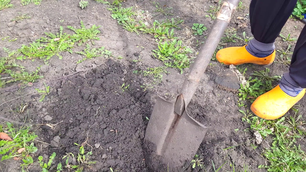 一个穿着黄色胶鞋和红色夹克的工人在花园里用铁铲挖土，用手除草，在花园里做春天的工作视频素材