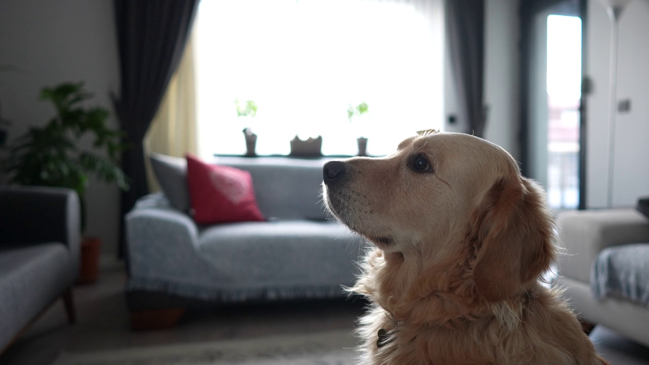 慢动作金毛猎犬在空中抓食物。视频素材