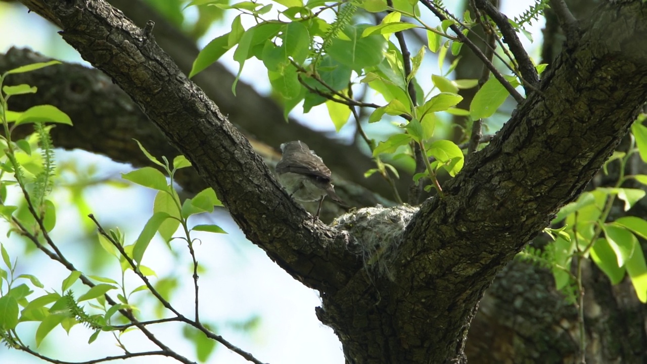 Muscicapa latirostris(亚洲棕色捕蝇草)在Salix chaenomeloides上筑巢/庆尚南道昌宁郡，韩国视频素材