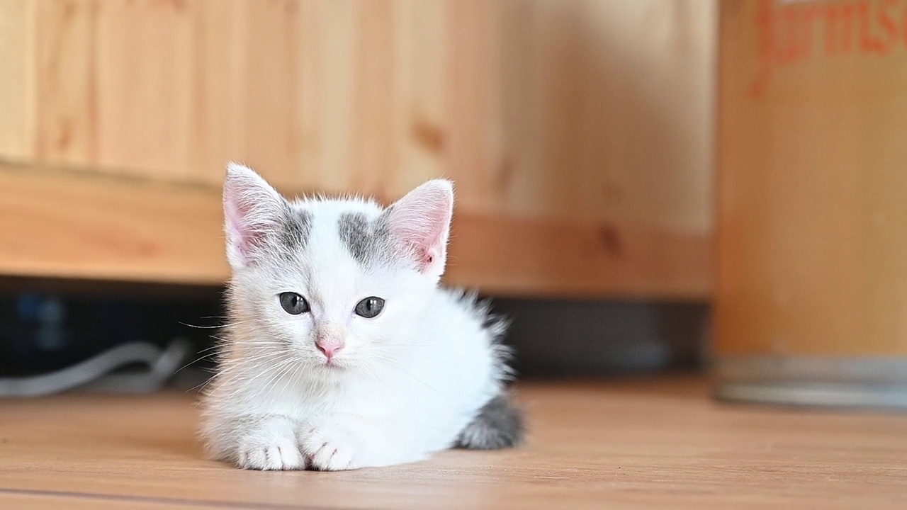 剪辑小猫波斯猫住在人类房子的视频。视频素材