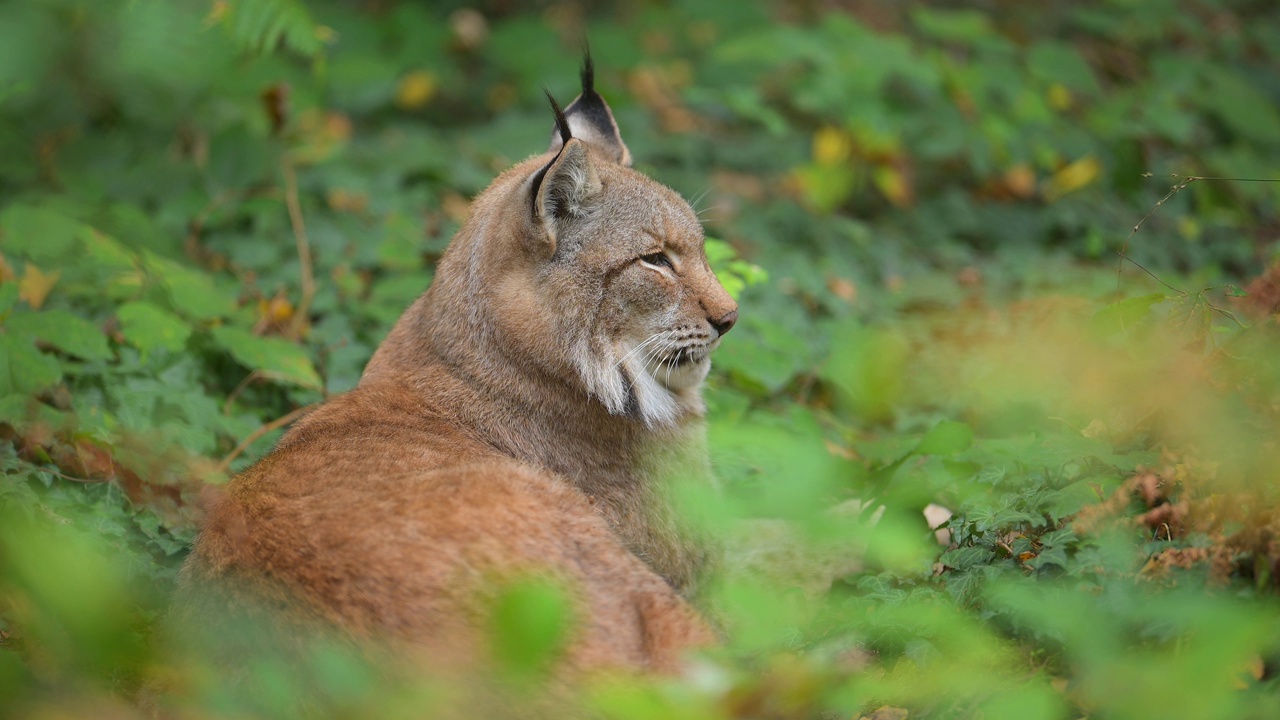 欧洲山猫;猞猁，在森林里视频素材