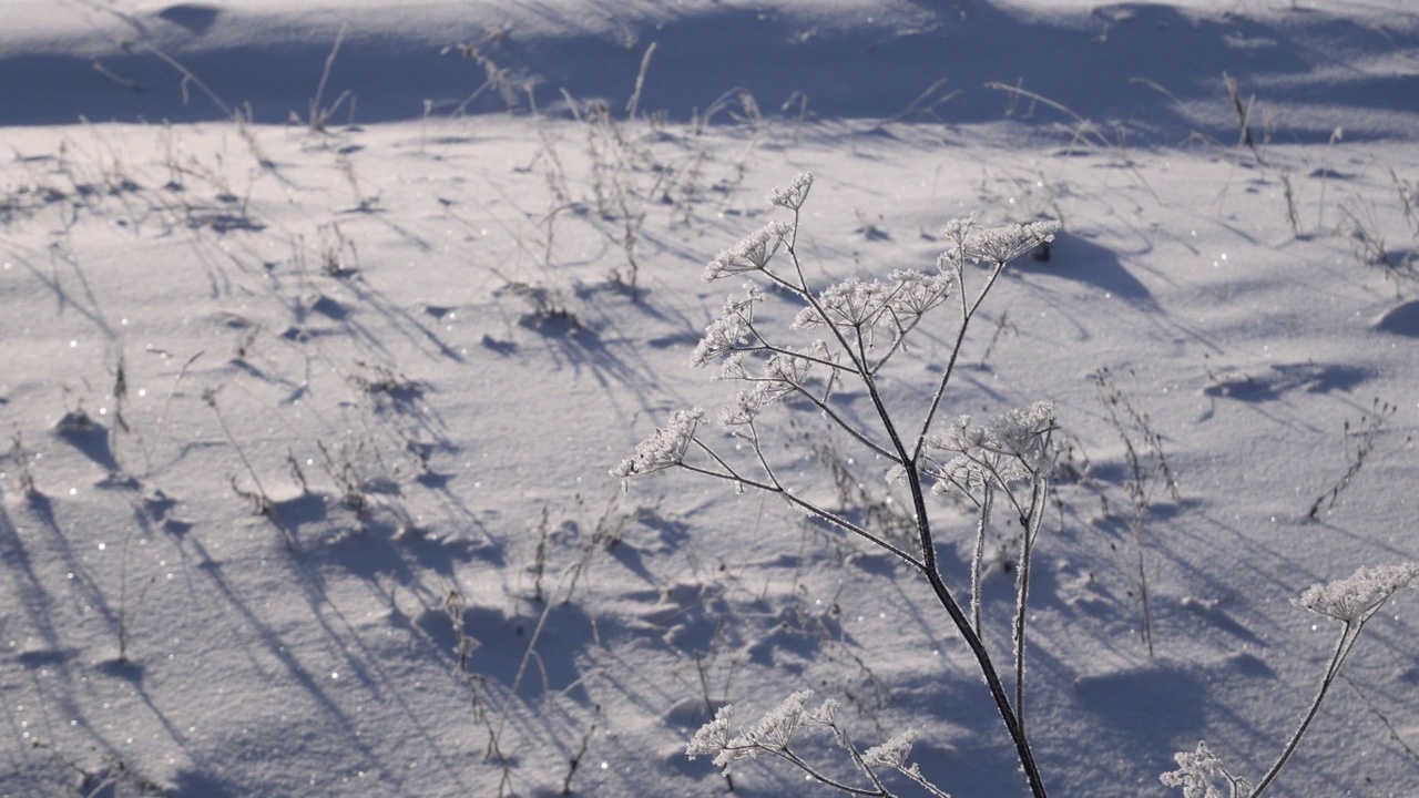 一株被白霜覆盖的植物在雪原中随风摇摆视频素材