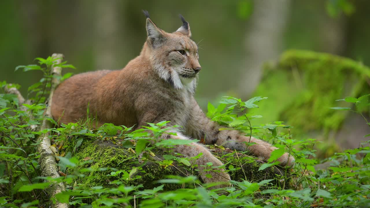 欧洲山猫;猞猁，在森林里视频素材