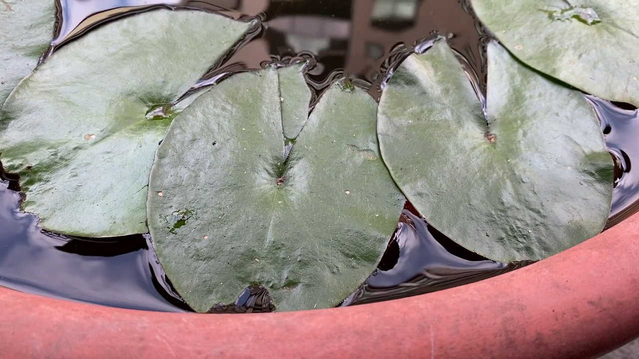 一条金鱼正游到水面上呼吸视频素材