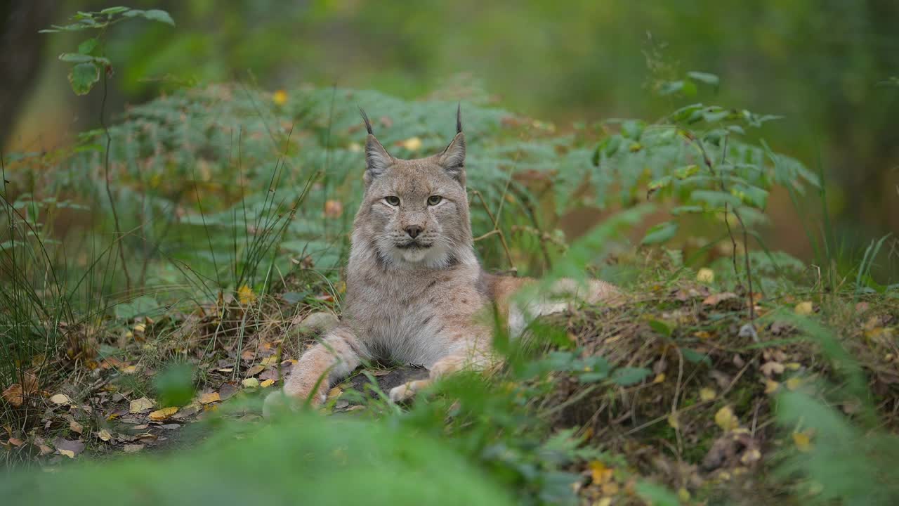 欧洲山猫;猞猁，在森林里视频素材