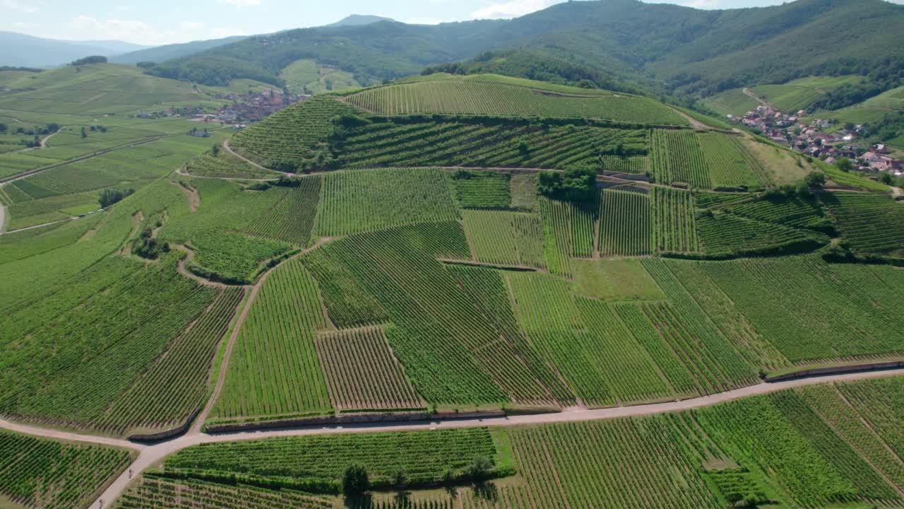 俯瞰葡萄园，葡萄植株呈条状排列。视频素材