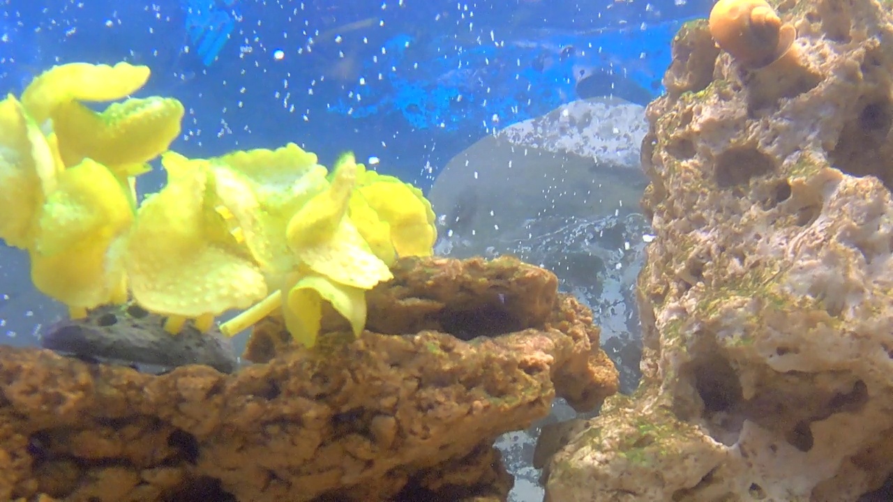 水族馆鱼类视频素材