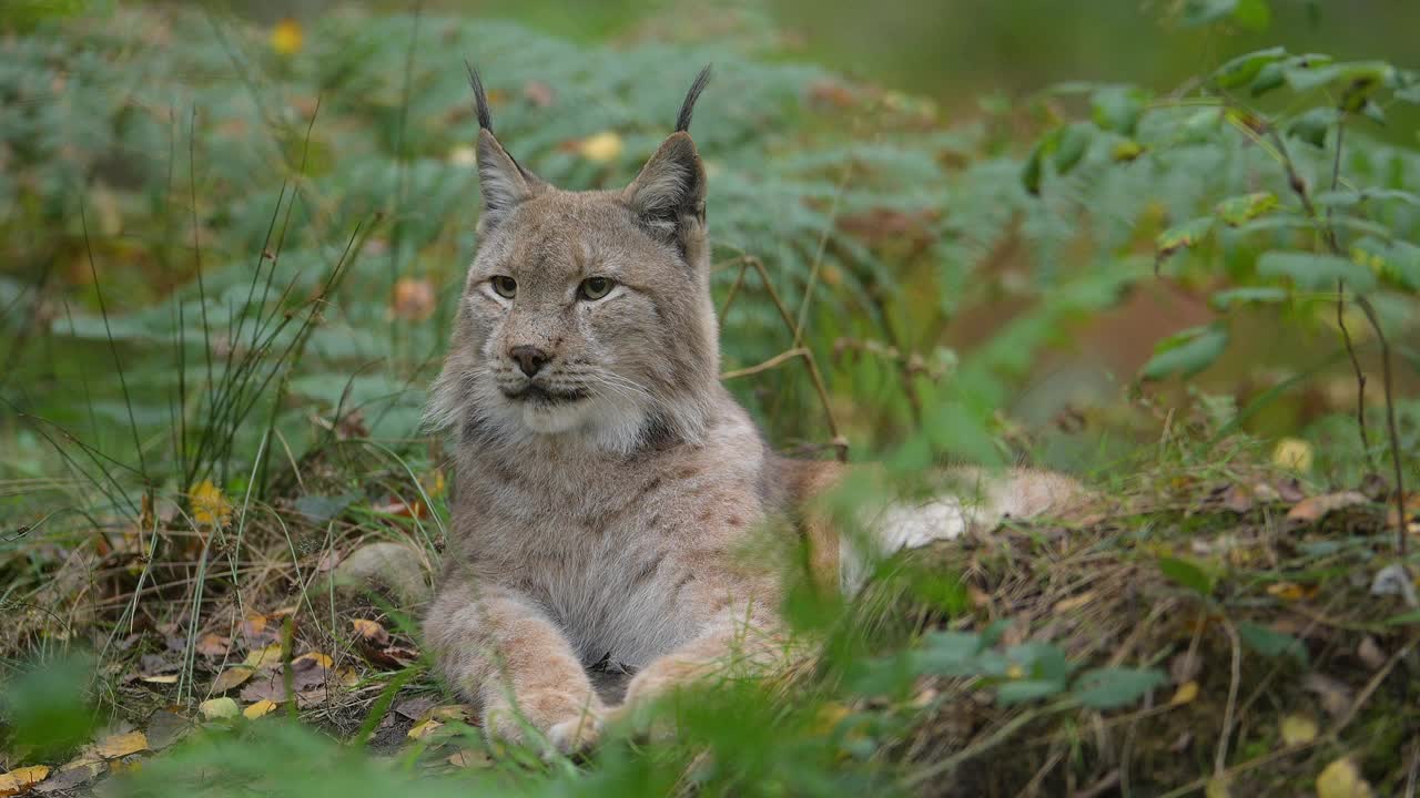 欧洲山猫;猞猁，在森林里视频素材