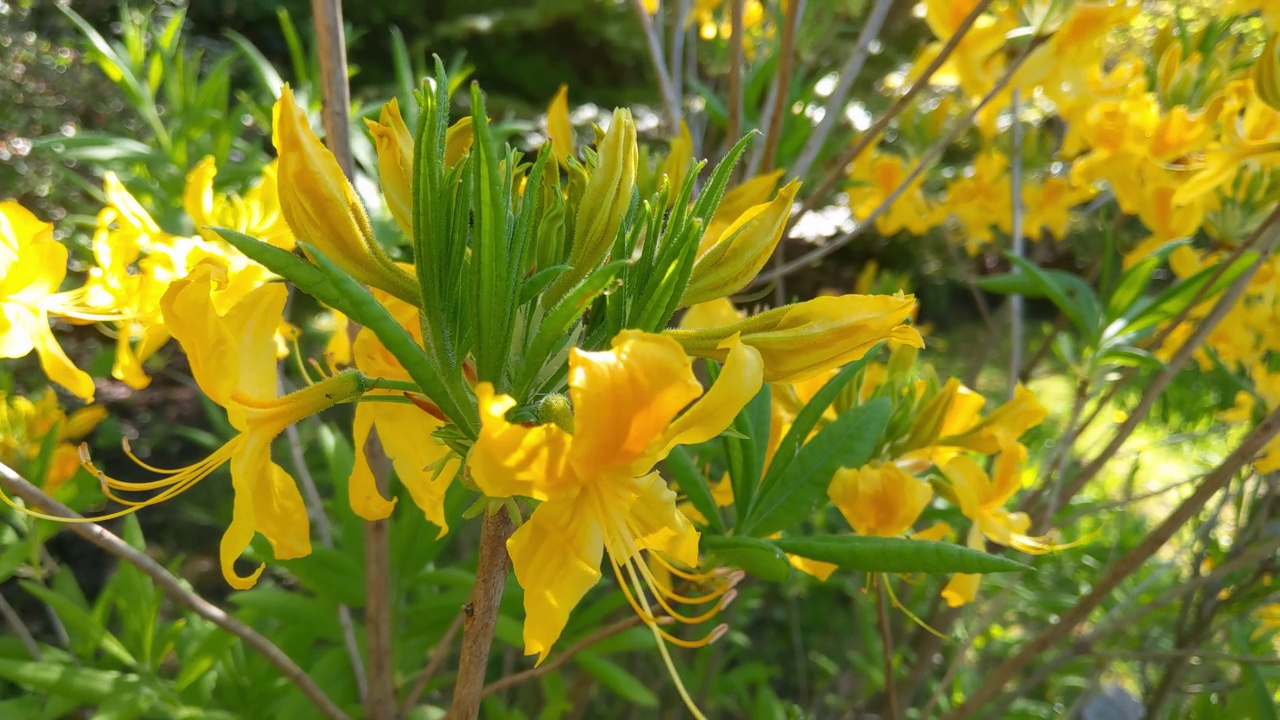 在一个阳光明媚的春天，花园里盛开着黄色的花朵。胶片颗粒视频素材