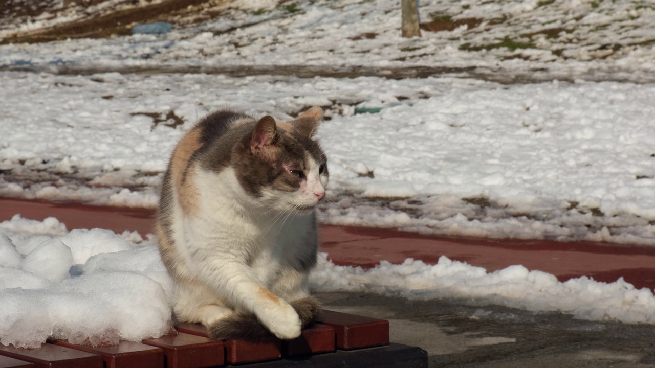 在一个积雪的公园里，一只白色的流浪猫正在舔自己的皮毛视频素材