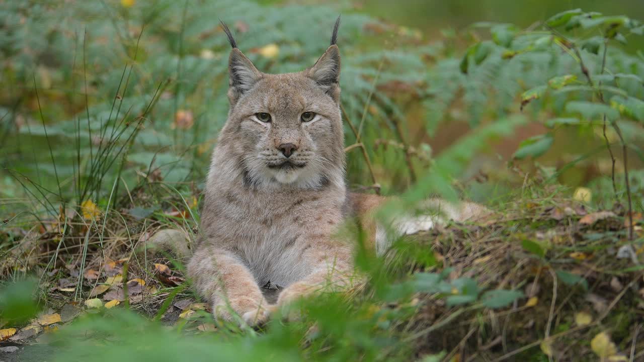 欧洲山猫;猞猁，在森林里视频素材