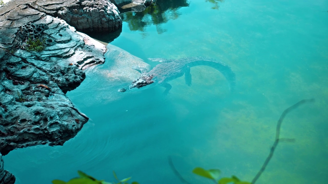 野生非洲短吻鳄漂浮在水中，沉入河底视频素材