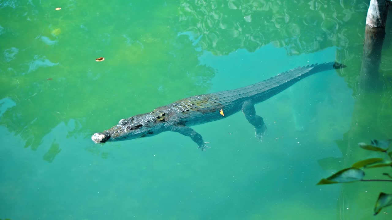 野生非洲短吻鳄漂浮在水中，沉入河底视频素材